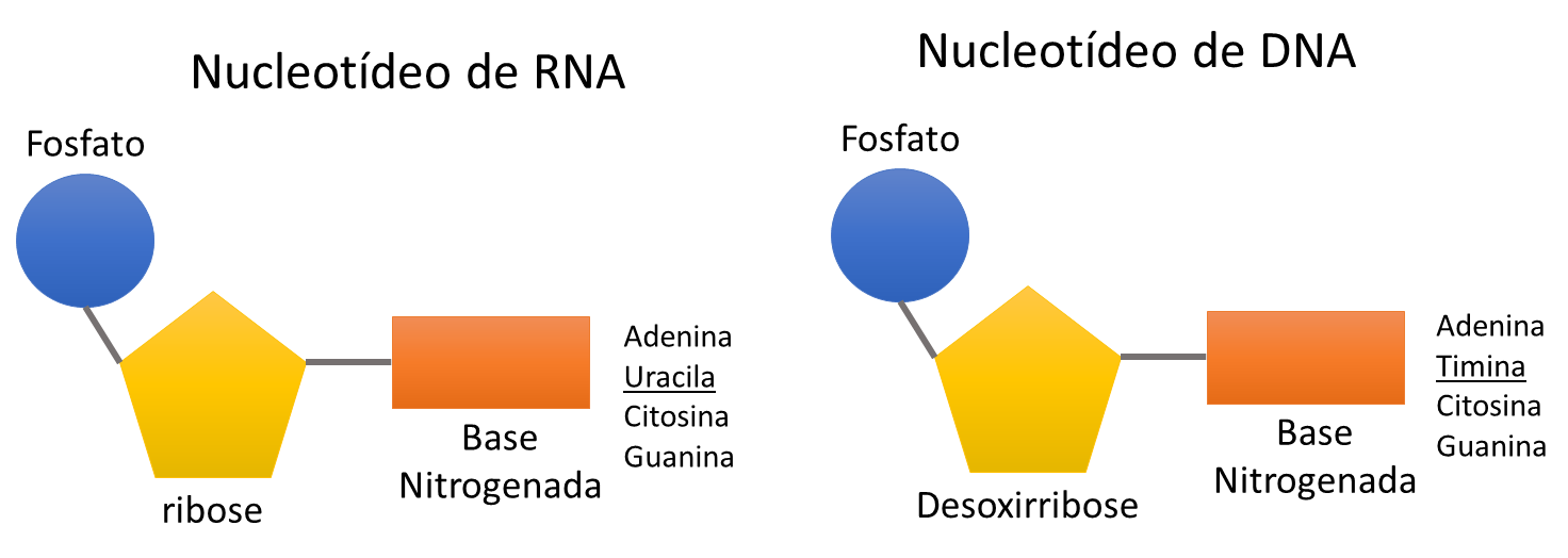 Ácidos Nucleicos Biologia dos grandes